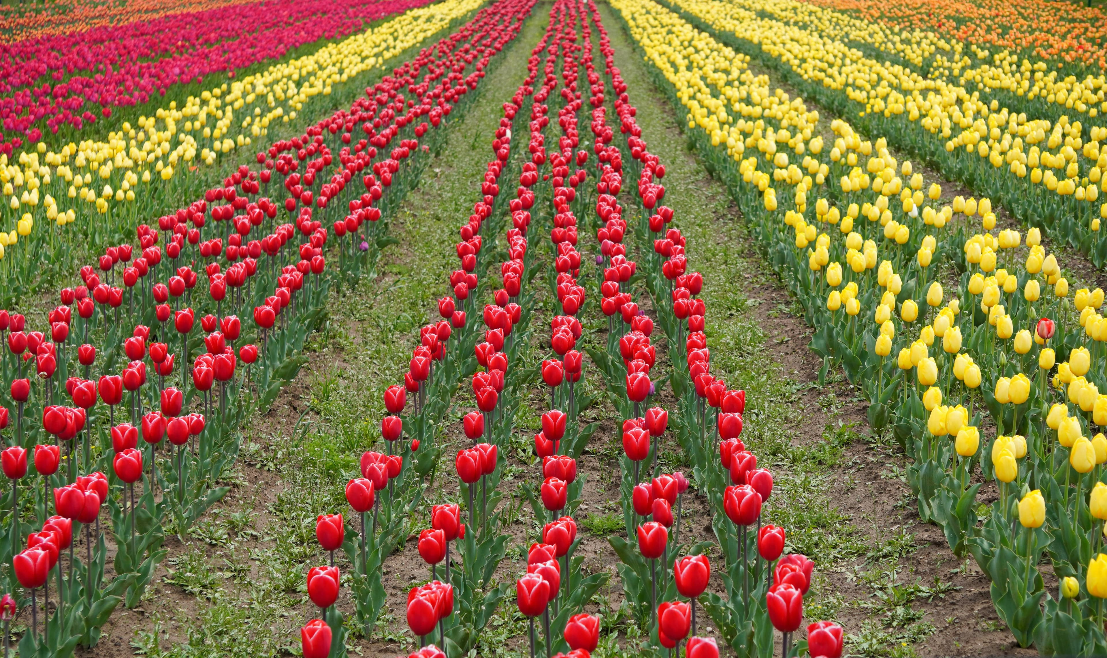 Kashmir Tulip Festival Package